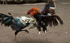 Tips Dan Trik Jitu Menang Sabung Ayam Online