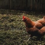 Tips Bertaruh Sabung Ayam Online Melalui Situs SV388