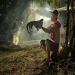 Langkah-langkah Merawat Ayam Aduan Sehabis Latihan Berat