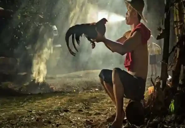 Langkah-langkah Merawat Ayam Aduan Sehabis Latihan Berat