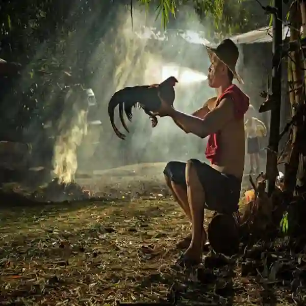 Langkah-langkah Merawat Ayam Aduan Sehabis Latihan Berat